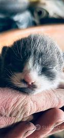 Gattino da adottare