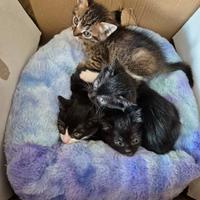 Cuccioli gatti