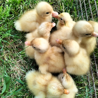 Anatroccoli di anatra comune bianca