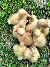 Anatroccoli di anatra comune bianca