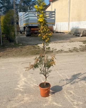 Pianta di Mimosa
