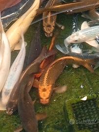 Carpe koi