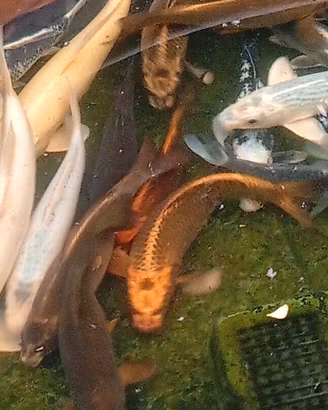 Carpe koi