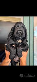 disponibili cuccioli cocker 