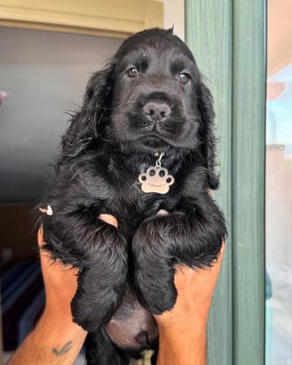 disponibili cuccioli cocker 
