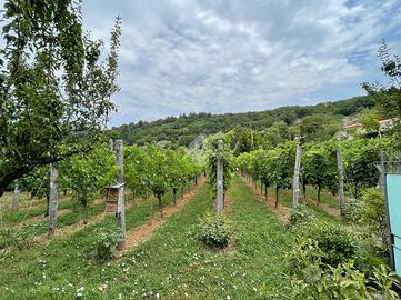 TER. AGRICOLO A CELLATICA