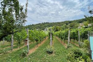 TER. AGRICOLO A CELLATICA