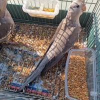 Pappagalli calopisita