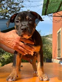 Cuccioli di American Pitbull Terrier UKC TRICOLOR