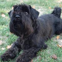 Schnauzer nano nero per accoppiamento