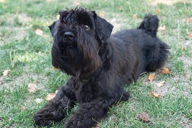 Schnauzer nano nero per accoppiamento