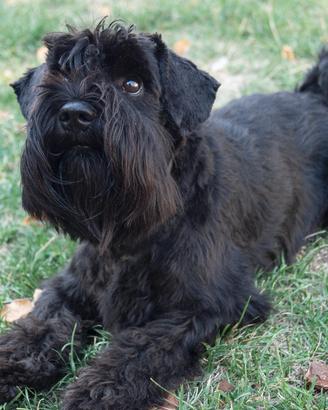 Schnauzer nano nero per accoppiamento