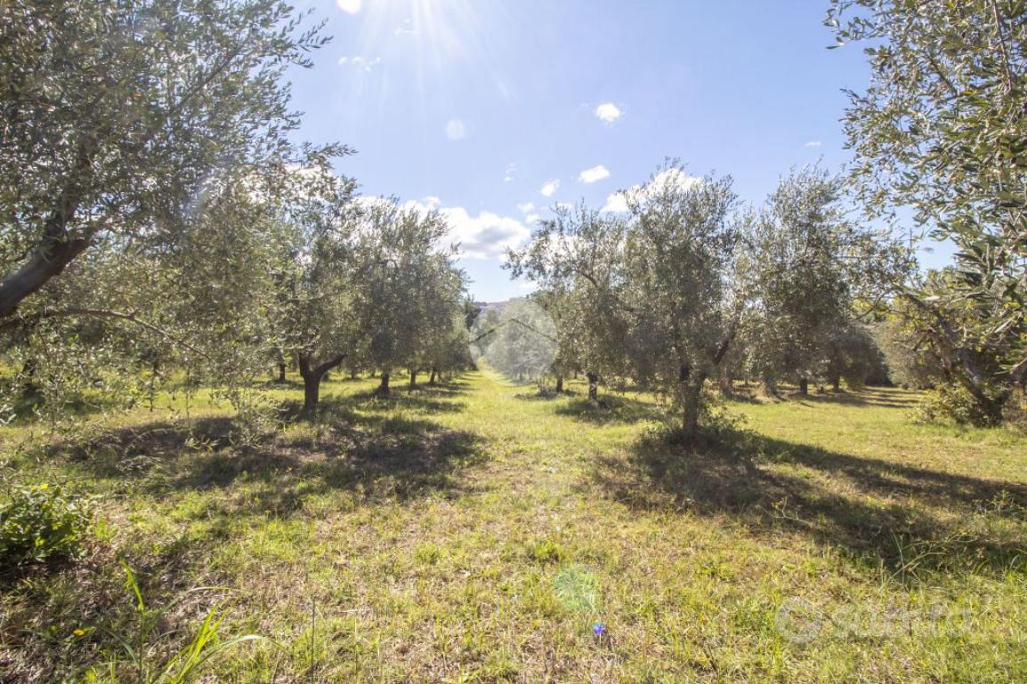 TER. AGRICOLO A MONTORIO ROMANO - Vista 3