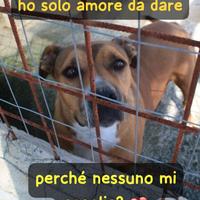 FURIA 9 ANNI taglia media