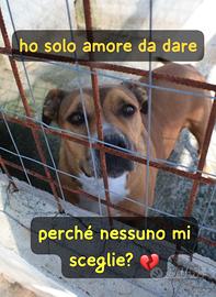 FURIA 9 ANNI taglia media