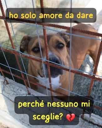 FURIA 9 ANNI taglia media