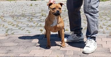 Staffordshire bull terrier