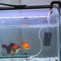 Acquario 128 + filtro esterno + pesci