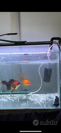 Acquario 128 + filtro esterno + pesci