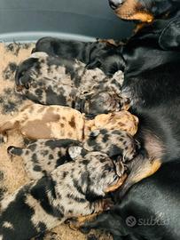 Bassotto kaninken/ nano pelo corto