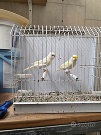 Canarini giallo mosaico