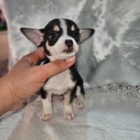 Chihuahua tricolor toy