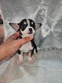Chihuahua tricolor toy
