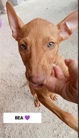 ULTIMI Cuccioli di Cirneco dell' Etna con pedigree