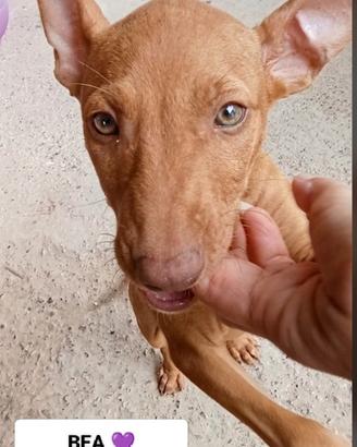 ULTIMI Cuccioli di Cirneco dell' Etna con pedigree