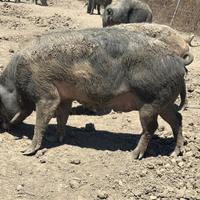 Maiali 10 Scofe gravide