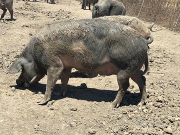 Maiali 10 Scofe gravide