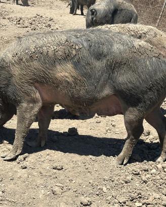 Maiali 10 Scofe gravide