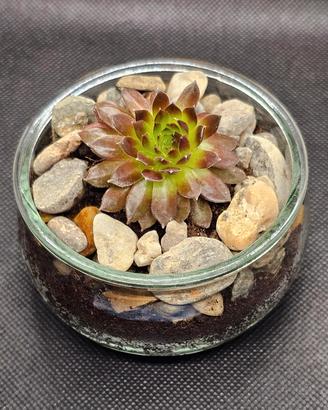 Vasetto aperto composto dalla pianta “Semprevivo M