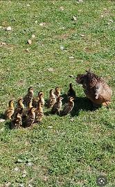 Anatroccoli di germano reale