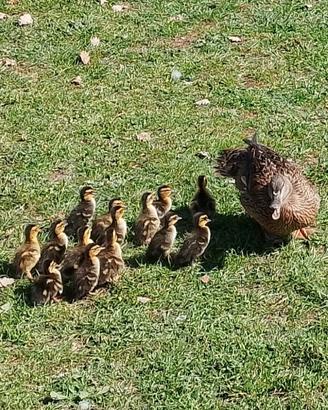 Anatroccoli di germano reale