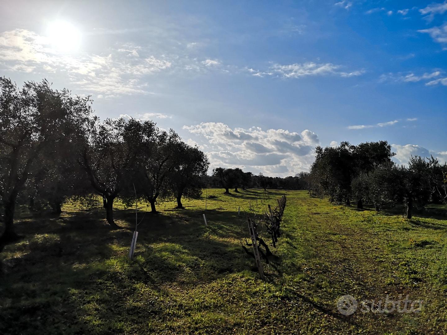 Terreno con uliveto e lamia - Vista 5