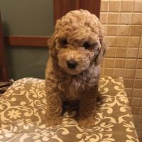 Cuccioli Barboncino Toy