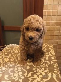 Cuccioli Barboncino Toy