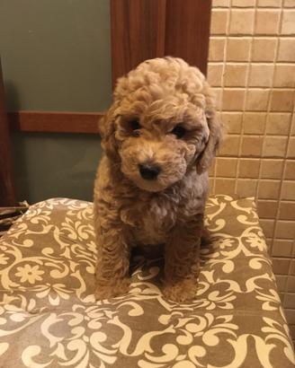 Cuccioli Barboncino Toy