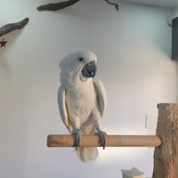 Cacatua alba