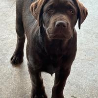 Cuccioli Labrador cioccolato