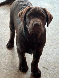 Cuccioli Labrador cioccolato