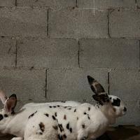 Rex dalmata tricolore