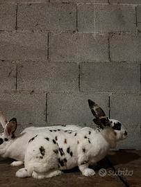 Rex dalmata tricolore