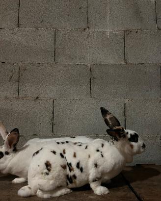 Rex dalmata tricolore