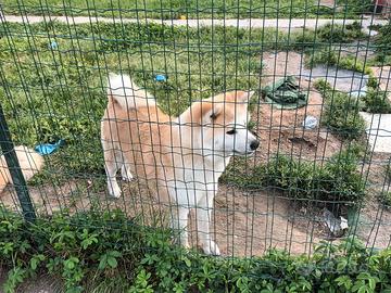 Akita maschio fulvo