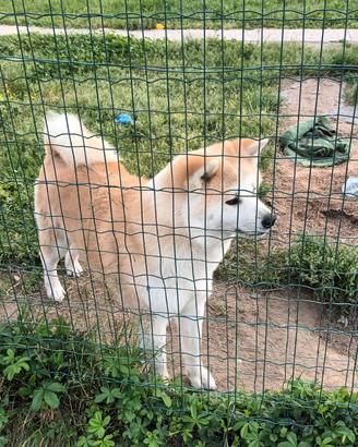 Akita maschio fulvo