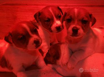 Cuccioli di Jack russel con pedigree
