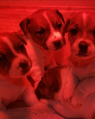 Cuccioli di Jack russel con pedigree