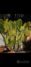 Pianta di Alocasia (orecchie di Elefante )